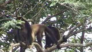 Proyecto ProConservacion de los Primates de Azuero [upl. by Lower]