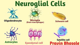 Neuroglial cells  Glial cells  Oligodendrocytes  Microglia  Astrocytes  Ependymal Schwann cells [upl. by Haye526]