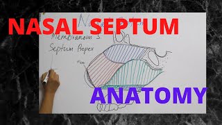 050Nasal Septum Anatomy anatomy septum [upl. by Oiratnom]