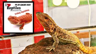 FIERA DI RETTILI E ANIMALI ESOTICI I love reptiles Fiano Romano [upl. by Kreda]