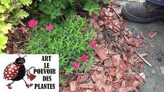 Tuto jardinage Dianthus deltoïdes œillet Taille et entretien Plante vivace [upl. by Marcie]