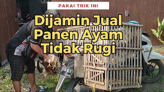 Trik Pemasaran Panen Ayam Kampung Dijamin Tidak Rugi Pemula Wajib Tahu [upl. by Gefen]