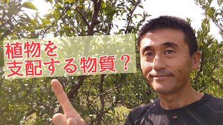 【果樹栽培】「植物ホルモン」って何ですか？ [upl. by Porcia]