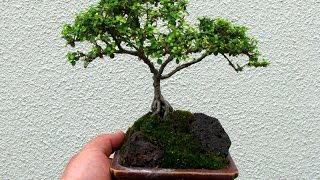 Coprosma as Bonsai [upl. by Annyrb]