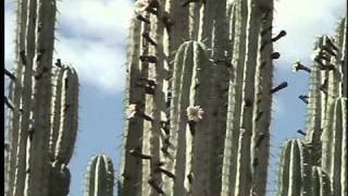 CACTUS GIGANTES DE OAXACA Pachycereus weberiavi [upl. by Aurelia855]