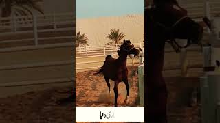 Taraqjamel bayan❤️ Horse video   Emirate 🐎 horse shortsfeed shortsvideo shotsfeed shots [upl. by Nlyak533]