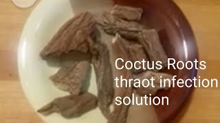 Costus root natural solution for throat infections [upl. by Huesman]