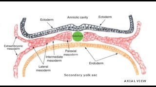 EMBRYOLOGY VII Intraembryonic Mesoderm Differentiation [upl. by Uht766]