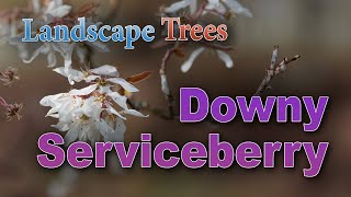 Will a Downy Serviceberry Tree Grow in Your Yard [upl. by Adnuhsat]