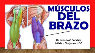 🥇 MÚSCULOS DEL BRAZO Anteriores y Posteriores Fácil Rápido y Sencillo [upl. by Jocelin]