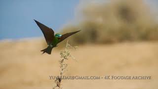 שרקרק ירוק  Bluecheeked beeeater [upl. by Jade]