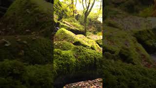 Cascade de saint Herbot dans les monts d’arrée  FINISTÈRE [upl. by Strang512]