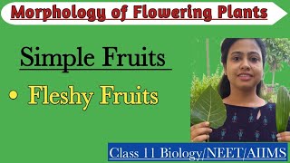 Fruits  Simple Fleshy Fruits  Morphology of Flowering Plants  Class 11 BiologyNEETAIIMS [upl. by Rhine]