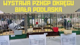 Parczew 17122023 Gołębie Pocztowe PZHGP Biała Podlaska Licytacja charytatywna i nagrody [upl. by Anneg]