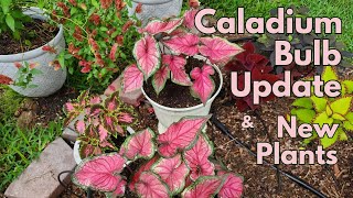 Caladium bulb update and new plants  backyard garden  Texas Gulf Coast Zone 9b [upl. by Tremaine]