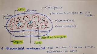 structure and functions of mitochondria  what is mitochondria mitochondria [upl. by Goddart]