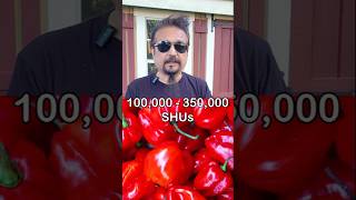 Scotch Bonnet Pepper  Small but Mighty Hot youtubeshorts growpeppers [upl. by Kcirdorb702]