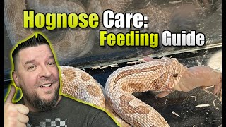 A Guide to Feeding your Hognose Snake [upl. by Wilmar384]