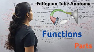 Fallopian Tube  Function Parts  By Reena Sharma  NORCET  Aiims  Cho Staff nurse  Gnm [upl. by Anyzratak]