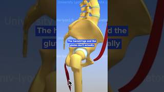 Hamstrings do not stabilize the Spine [upl. by Beka]