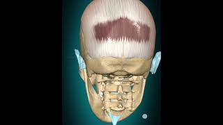 3d Animationof occipitofrontalis muscle actionbiology viralshort [upl. by Eladal]