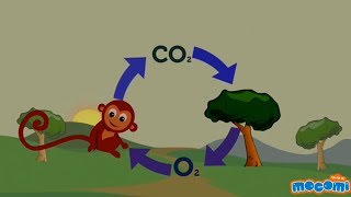 Oxygen Cycle Explained  Oxygen Facts for Kids  Educational Videos by Mocomi [upl. by Torbart743]