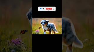 An Australian Shepherd puppy chasing a butterfly [upl. by Ellered709]