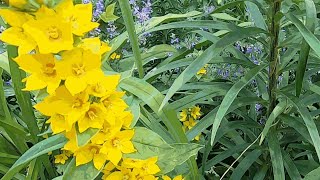 Growing Yellow Loosestrife [upl. by Durkee449]