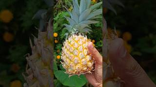 🍍Pineapple fruit shortvideo foryou [upl. by Unhsiv687]