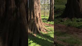 110 ft tall Dawn Redwoods at Morris Arboretum in Philadelphia [upl. by Violet]