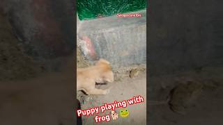 Puppy playing with frog🐸🐕😅viralvideo youtubeshorts shortsvideo shorts viralvideo trending [upl. by Irianat]