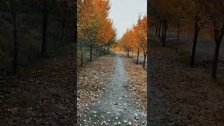 TabrizAzerbaijan autumn осень sonbahar پاییز تبریز ایران [upl. by Adnofal]