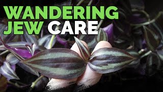 Wandering Jew Plant Care Growing Tradescantia Zebrina [upl. by Eilis]