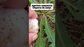 Agaricus Campestris shorts [upl. by Ssecnirp722]