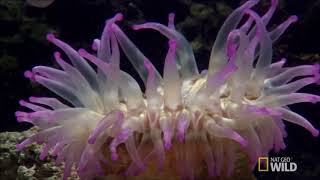 sea anemone kill fish [upl. by Annabal846]