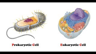 Difference Between Prokaryotic and Eukaryotic Cells  AgriBioTech [upl. by Bertsche983]