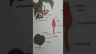 Class 11 floral diagram [upl. by Errot]