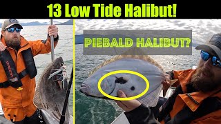 13 Low Tide Halibut Alaskan Halibut Fishing  Juneau Alaska JULY 2023 alaska halibut juneau [upl. by Aryam47]