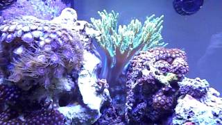 Green Sinularia Coral in 90g Reef [upl. by Gayl870]