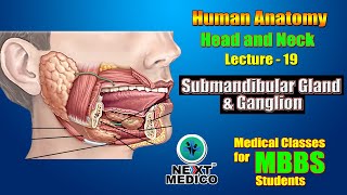 NEXT MEDICO 2022 l Head and Neck l Submandibular Gland amp Ganglion l Lectur L19 [upl. by Camm341]