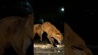 【FOXキツネ】 fighting Foxes with Cub いつもの映像ｗ ♯Short from Ireland 1005 [upl. by Suired]