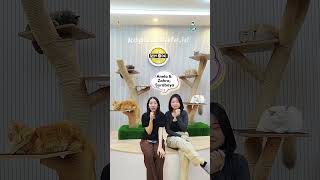 Kopi Cat Cafe by Groovy Testimonial [upl. by Terrag]