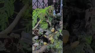 Paludarium Set Up Done 🎉 paludarium [upl. by Noedig]