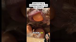 How Chicken lay eggs🤣fun funny funnyvideo [upl. by Ranitta35]