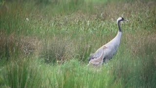 Cranes Otmoor rspb oxonbirdingblogspotcouk [upl. by Gannie]