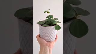 PEPEROMIA HOPE OR A RADIATOR HOUSEPLANT plants houseplants propagating planting therapy hope [upl. by Feenah]