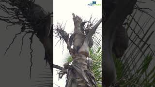 How does Red Palm Weevil damages the coconut tree [upl. by Latreece]