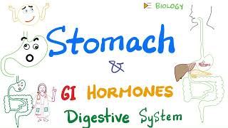 Digestion in the Stomach GI hormones  Gastric Motility and Secretion  Gastroenterology [upl. by Fulcher]