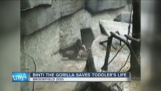 Flashback Gorilla Comforts Child Who Fell at Illinois Zoo [upl. by Milman]