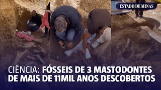 Ciência fósseis de 3 Mastodontes de mais de 11 mil anos descobertos [upl. by Amarette]